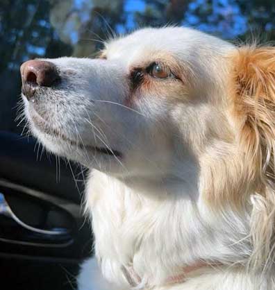 photo of a dog angel named Khalessi